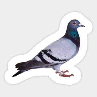 russian bird Sticker